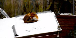 冬天在伦敦郊区的一只狐狸