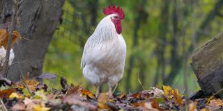农场里的七彩公鸡的肖像。秋天的叶子在背景。红原鸡，自然光