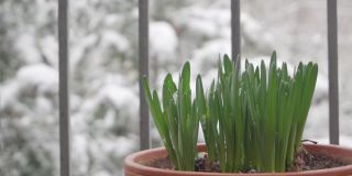 2月阳台上的一盆水仙花。下雪
