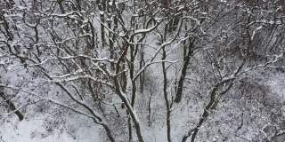 无人机拍摄的是一片真正的心形森林。雪地背景下的浪漫景象。情人节的冬天。