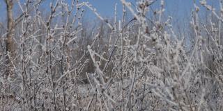 白霜覆盖着草地上的植物。