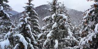 鸟瞰图:冬季森林。白雪覆盖的树枝在冬天的森林里。冬天的风景，森林，树木覆盖着霜，雪。航拍，冬季的山林。滑雪胜地