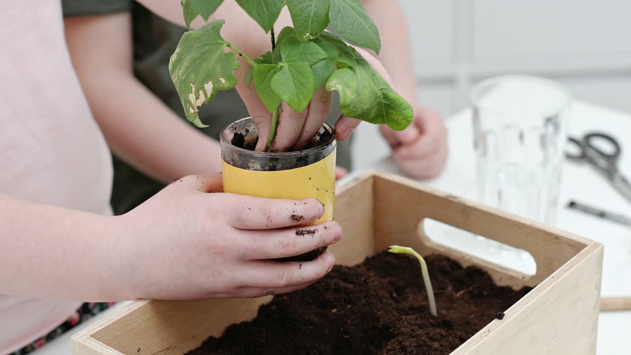 儿童将植物从玻璃移植到盒子里