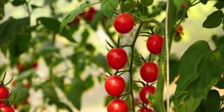 种植西红柿，葡萄成熟的西红柿，黄色的西红柿生长在花园里的公园。