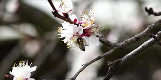 蜜蜂在花上采集花粉