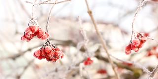 冬天的雪下冻住了荚蒾。雪中的荚蒾。红色的浆果。美妙的冬天。