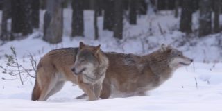 在冬天的森林里，两只狼在雪地里奔跑