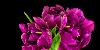 紫红色双郁金香的花香。孤立的黑色背景。时间流逝