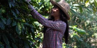 黄色新鲜成熟的树枝阿拉比卡或罗布斯塔有机咖啡浆果和豆树上。作物果实的季节。咖啡种植园农家收获田背景概念。