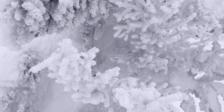 冻僵的冷杉树枝在大风中摇动。云杉完全被冰雪覆盖。针像天鹅绒，形成白色的冬季图案。骤降寒流，暴风雪即将来临