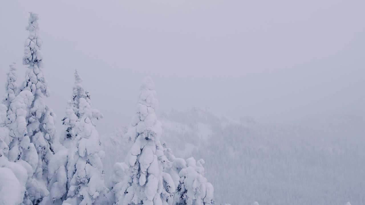 树干被雪覆盖，在微风中摇摆。浓雾笼罩着山坡。透过薄雾可以看到冬天的森林。冷杉树枝被冻住了，上面覆盖着霜。文本的空闲空间。