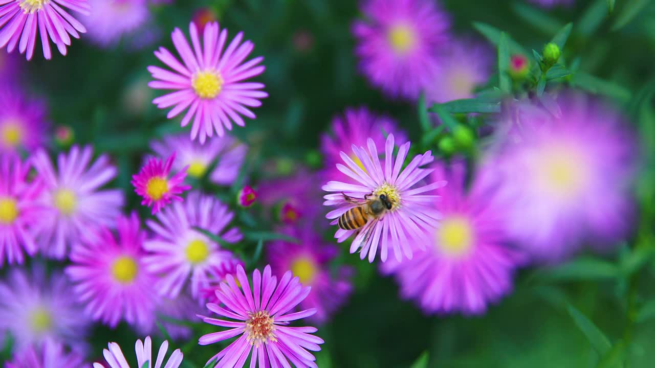 野雏菊与蜜蜂