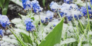 雪下的蓝色麝香花