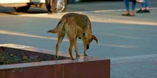 无家可归的狗在铺好的路面上慢镜头奔跑
