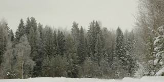 野生森林背景。下雪的冬天。UHD 4 k的视频