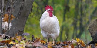 农场里的七彩公鸡的肖像。秋天的叶子在背景。红色原鸟，自然光2