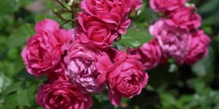 粉红色的玫瑰花被风轻轻吹动，美丽的粉红色玫瑰花