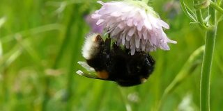 蜜蜂用喙从花上采集花蜜。
