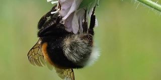 蜜蜂用喙从花上采集花蜜。