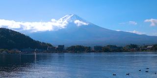 风景有富士山和水鸟