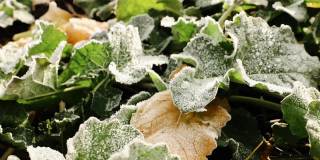 冬油菜籽叶上霜。冬油菜的叶子。冬油菜的绿叶。雪花落在油菜的绿叶上。