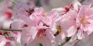 实时蜜蜂收集蜂蜜和授粉杏树或樱花或樱花