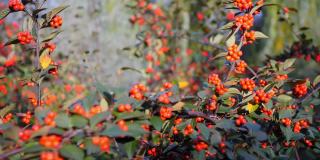 秋天的野果。山茱萸(山茱萸)是一种灌木，其果实可用于食品和医药工业，也是野生动物的饲料。全景。