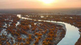 塔里木河流经塔克拉玛干沙漠，河两岸是胡杨林视频素材模板下载