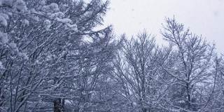 雪花飘落在树上的慢镜头是美丽的冬季景色