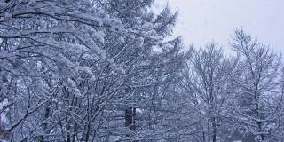 雪花飘落在树上的慢镜头是美丽的冬季景色