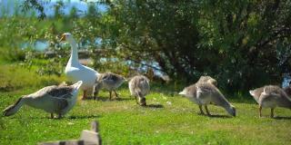 照顾鹅和小鹅在动物牧场自由行走