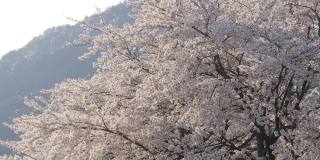 美丽的染井吉野樱花在春天的时间
