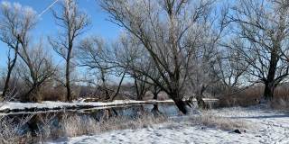 河岸上阳光明媚的冬季景观。柳树上结满了白霜。勃兰登堡的哈维尔河(德国)
