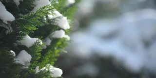 阳光下的翠绿枝头上的雪