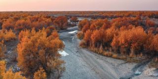 塔里木河流经塔克拉玛干沙漠，河两岸是胡杨林