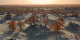 日落时分的沙漠，到处都是胡杨林，非常奇妙