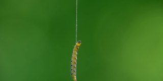 果园貂蛾的毛虫，沿着丝线往上爬