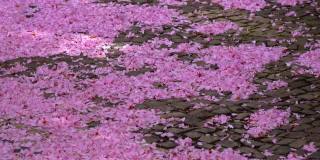 樱花盛开在日本樱花自然春色覆盖花瓣飘落在地上