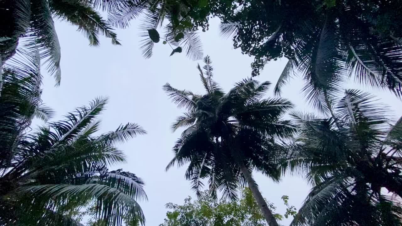 黄昏的棕榈树