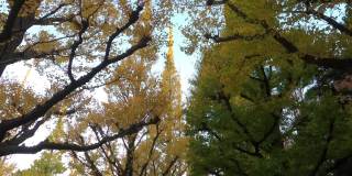 银杏树在神宫Gaien秋天的东京