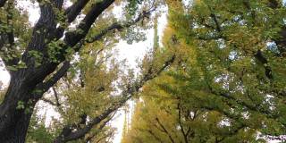 银杏树在神宫Gaien秋天的东京
