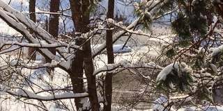 在一个晴朗的霜冻的日子里，树枝上覆盖着新鲜的雪，背景是一条流动的河流。春天来了