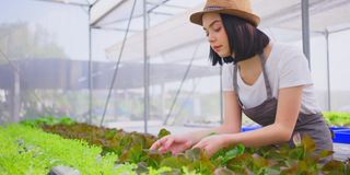 年轻的白人农民漂亮的女孩在蔬菜水培农场工作与幸福。她正在用手检查绿橡树的质量。从侧面看。健康食品的生意。