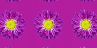 紫罗兰菊花图案在紫罗兰的背景。简单的运动图形花卉动画