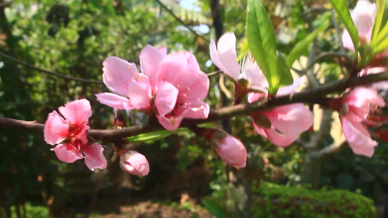 春天，桃花在树上绽放