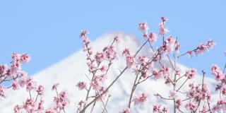 早春的杏花、樱花或樱花映衬着白雪覆盖的火山山峰