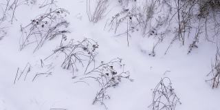 美丽的冬季大自然与鸟儿在冰雪覆盖的拉普兰树枝上，冬天的背景，冬天寒冷，山雀在冬天。