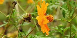 油菜籽田，小小的黄花。野生宏黄花。花。