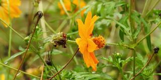 油菜籽田，小小的黄花。野生宏黄花。花。