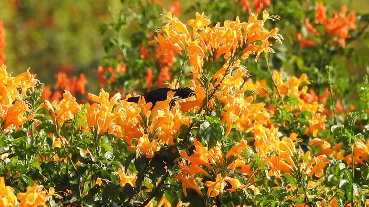 油菜籽田，小小的黄花。野生宏黄花。花。